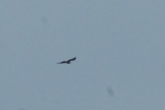Buteo lagopus
