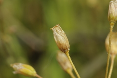 Holosteum umbellatum, photograph (c) Иван Пристрем, some rights reserved (CC BY)