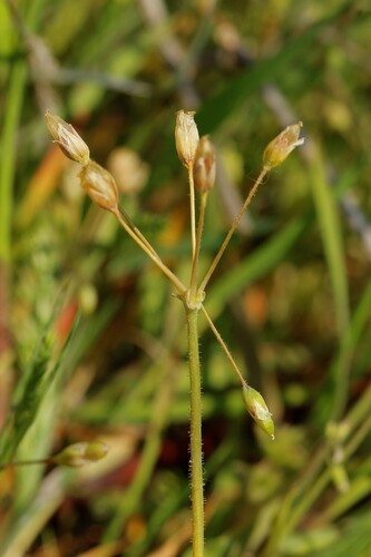 Holosteum umbellatum, photograph 3
