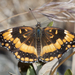 Mariposa Parche Californiana - Photo (c) Bill Bouton, algunos derechos reservados (CC BY-NC-SA)