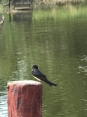 Hirundo