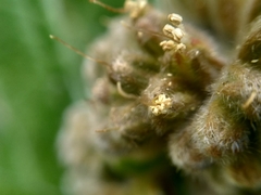 Solenanthus circinnatus