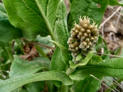 Solenanthus circinnatus