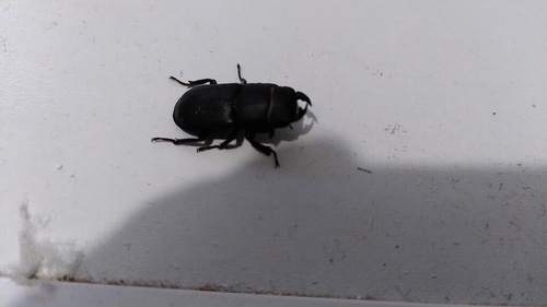 Lesser Stag Beetle
