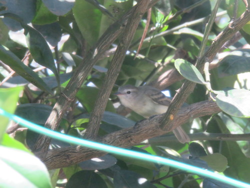 Mouse-colored Tyrannulet (Nesotriccus murinus), photo 8