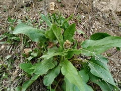 Solenanthus circinnatus