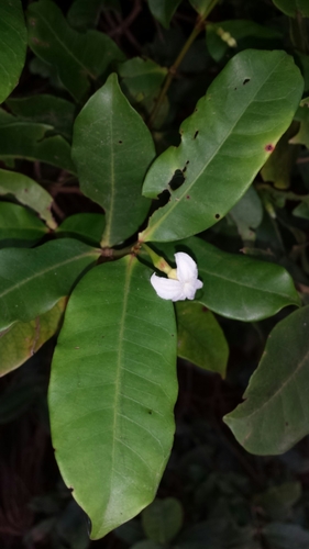 Mascarenhasia arborescens image