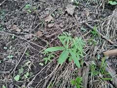 Gymnospermium altaicum