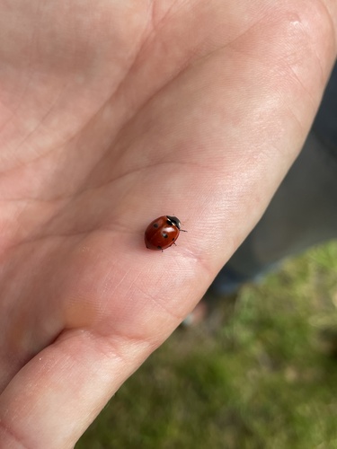 Seven-spotted Lady Beetle