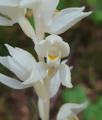 Cephalanthera austiniae