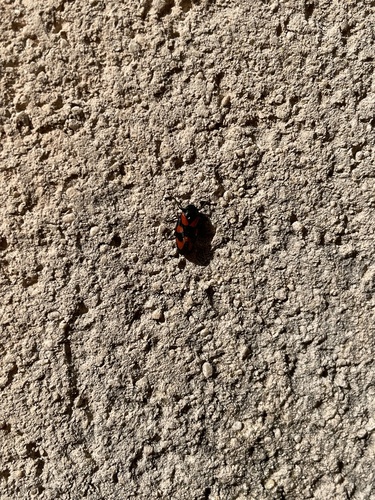 Common Froghopper