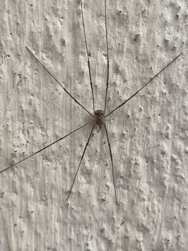 European Harvestman