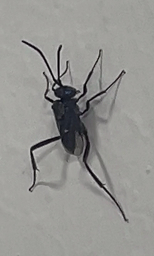 Blue-eyed Ensign Wasp