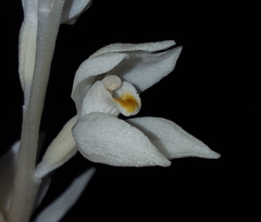 Cephalanthera austiniae