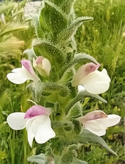 Bellardia trixago