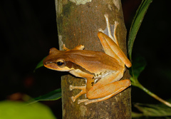 Polypedates macrotis
