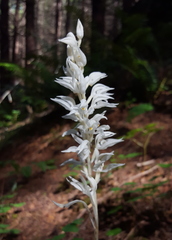 Cephalanthera austiniae
