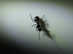 Polyrhachis spinicola