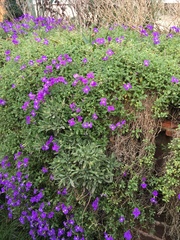 Aubrieta deltoidea