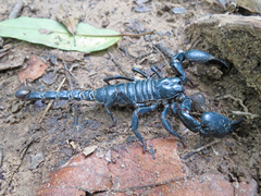 Heterometrus laoticus