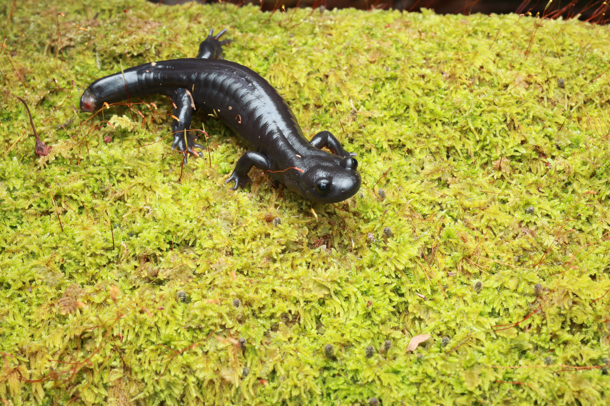 Ishizuchi Salamander photo 3