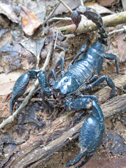 Heterometrus laoticus
