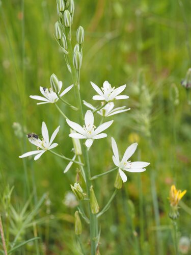 Ornithogalum narbonense, photograph 5