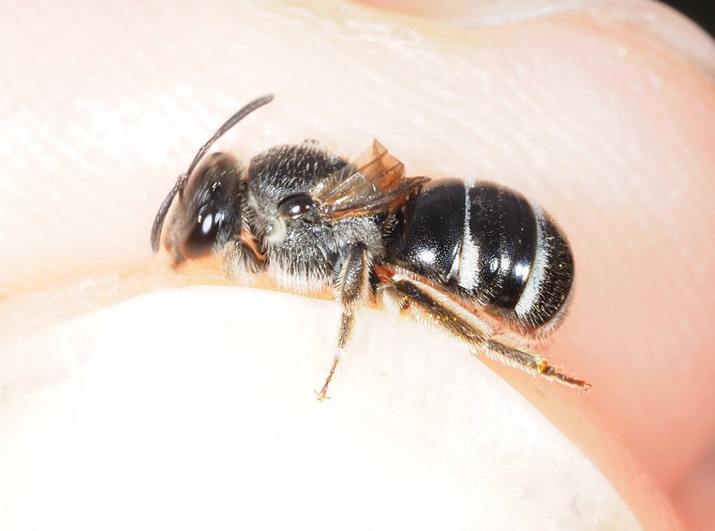 Lasioglossum bimaculatum