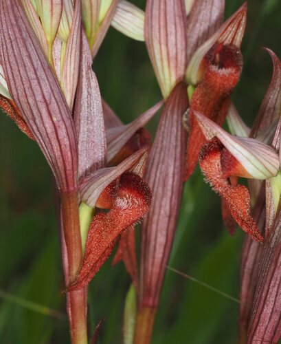 Serapias vomeracea, photograph 2