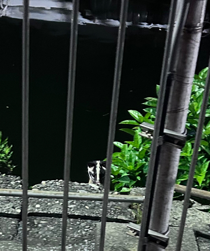 Masked Palm Civet