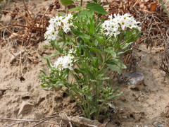 Tournefortia sibirica