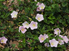 Calystegia hederacea