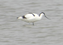 Recurvirostra avosetta