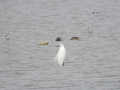 Ardea alba