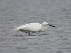 Egretta garzetta