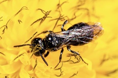 Ceratina cucurbitina