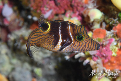 Canthigaster ocellicincta observed 2026-05-28