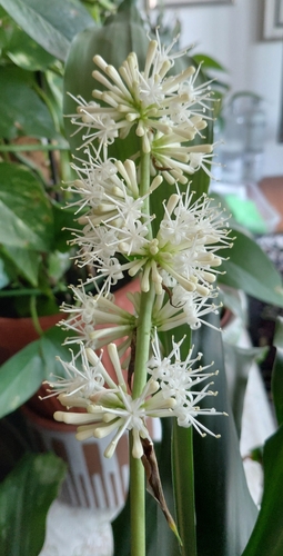 Dracaena fragrans