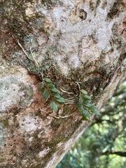 Gastrochilus formosanus