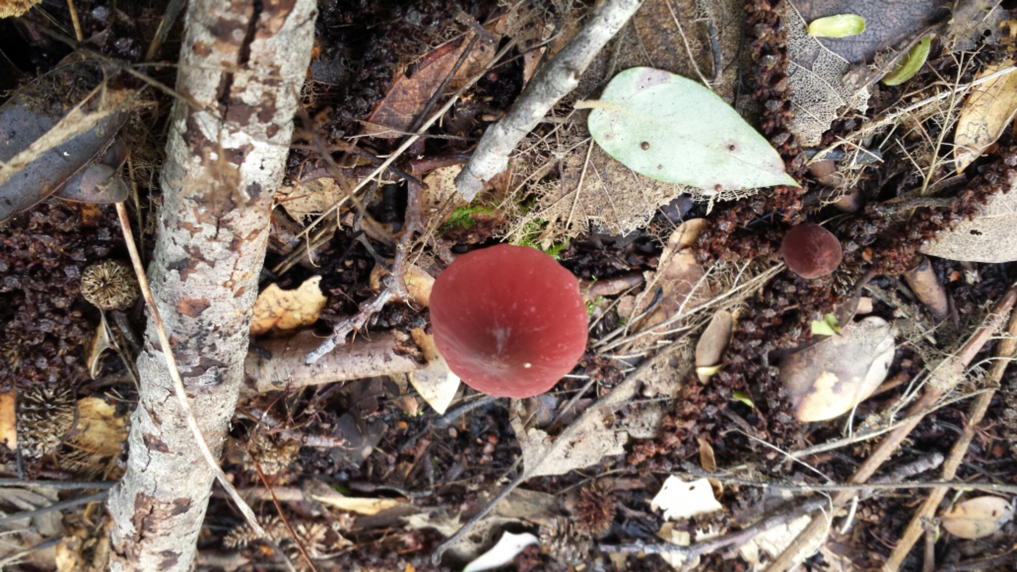 Marasmius plicatulus image