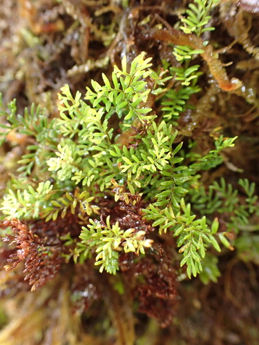 Adenophorus abietinus observed 2026-06-08