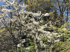 Prunus avium