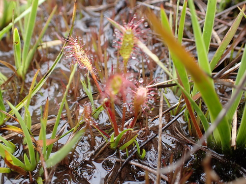 Drosera anglica observed 2026-06-08
