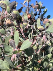Arctostaphylos silvicola, photograph (c) Cricket Raspet, some rights reserved (CC BY)