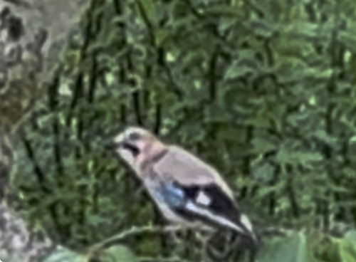 Eurasian Jay