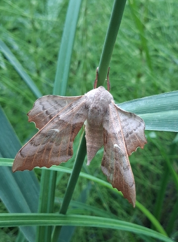 Poplar Hawkmoth