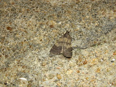 Hydrillodes lentalis