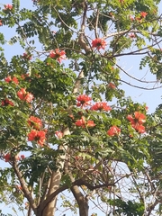 Spathodea campanulata