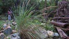 Miscanthus ecklonii