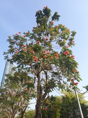 Spathodea campanulata